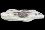 Xiphactinus (Cretaceous Monster Fish) Vertebrae & Ribs - Kansas #69400-3